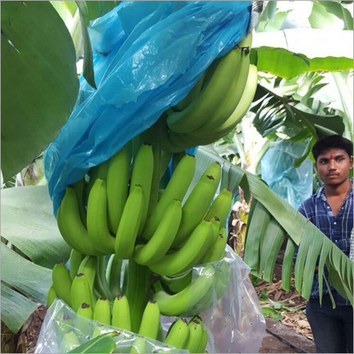 Raw Bananas