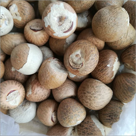 Areca Nut