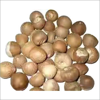 Areca Betel Nut