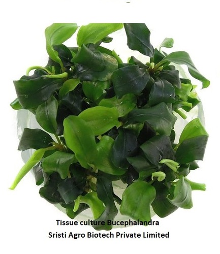 Bucephalandra aquarium Bucephalandra aquarium