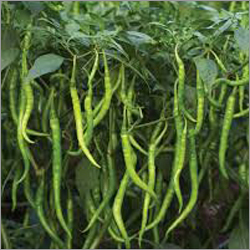 Green Chili
