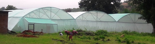 SHADE NET HOUSE - 4000 SQM SHADE NET HOUSE - 4000 SQM