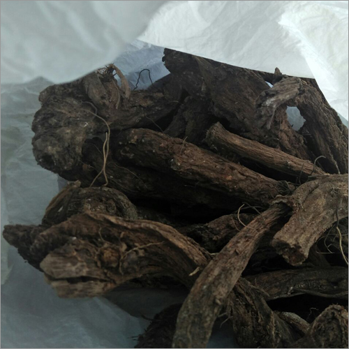 Arctium Lappa