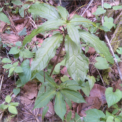 Paris Polyphylla