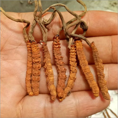 Cordyceps Sinensis