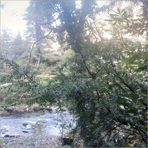 Taxuz baccata(willichina)