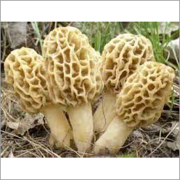 Marchella Esculenta