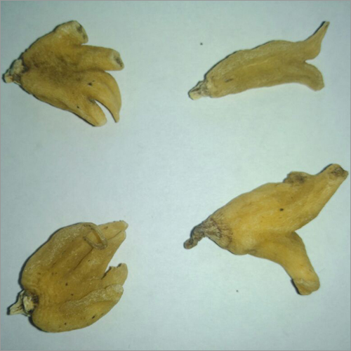 Dactylorize Hatagirea - Yellowish Tubers, Palmately Lobed Root | Male Fertility Boost, Bone Fracture Aid, Ayurvedic Medicine