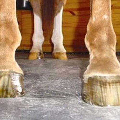 Horse Mat - Rubber and EVA, Various Sizes, Black | Shock Absorption, Non-Slip Surface, Lightweight, Easy to Clean, Reduces Injury, Provides Warmth