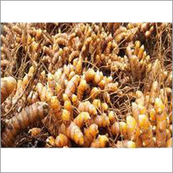 Dry Turmeric