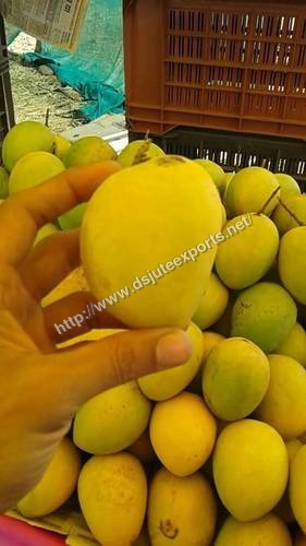 Fresh Mangoes Fresh Mangoes