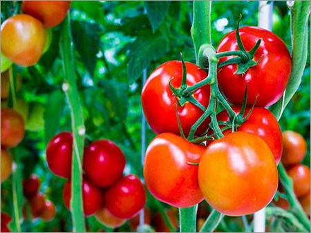 Fresh Tomato