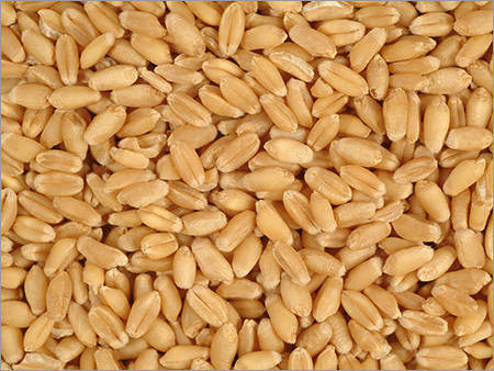 Wheat Grain