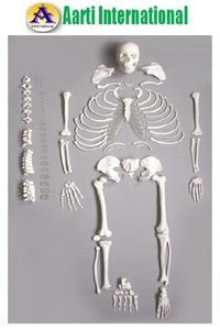 White Deluxe Life Size Human Disarticulated Skeleton Model