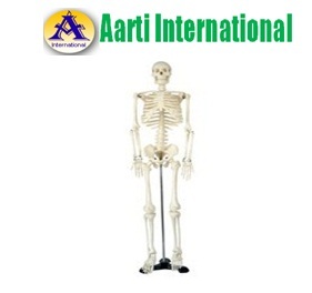 White Medium Human Skeleton