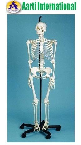White Skeleton Model ( Male)
