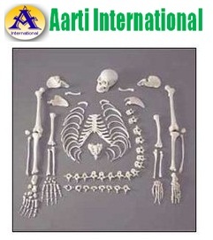 Disarticulated Life Size Skeleton - Unbreakable PVC Material, 200 Adult Human Bones for Medical Students, Washable and Durable