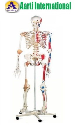 Human Skeleton - Plastic, Compact Size, White with Red and Yellow Accents | Unbreakable, Easy to Handle, Ideal for Biology Studies