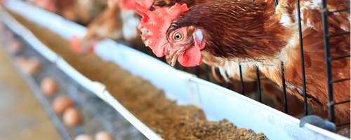 Chicken Feed Products