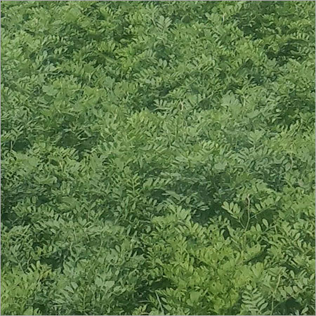 Natural Indigo Field