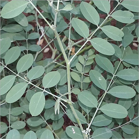 Indigo Leaves Plants