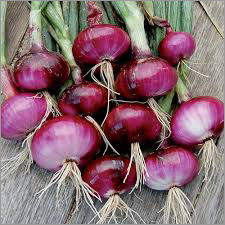 onion