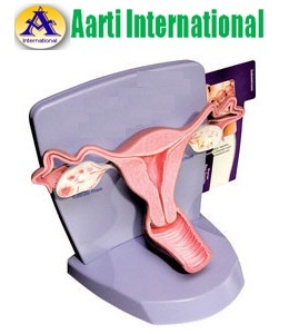Uterus Model - Plastic Material, Skin Color, Art and Craft Design | Ideal Teaching Tool with Detailed Anatomy and Pullout Health Cards