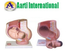 Skin Human Female Pelvis Section (4 Parts)