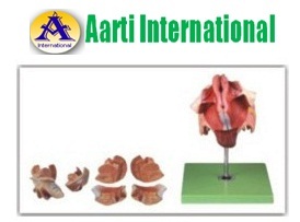 Skin Female Genital Organs