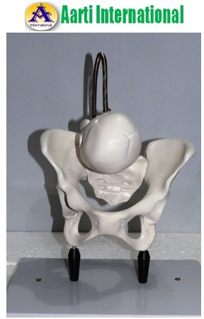 Gynae Models