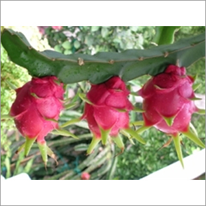Fresh Dragon Fruit