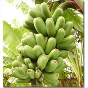 Fresh Banana