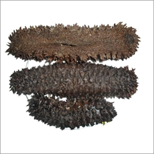 Sea Cucumber