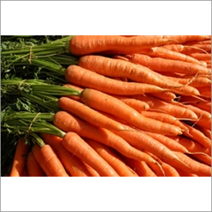 Fresh Carrots