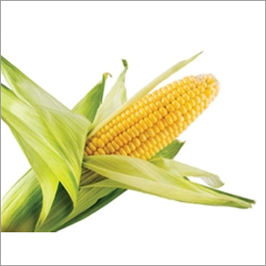 Fresh Corn