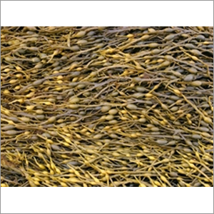 Ascophyllum Nodosum