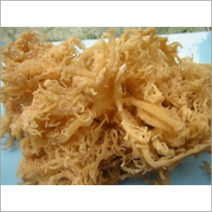 Eucheuma Cottonii