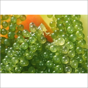 Sea Grapes
