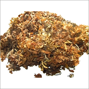 Sargassum Seaweed
