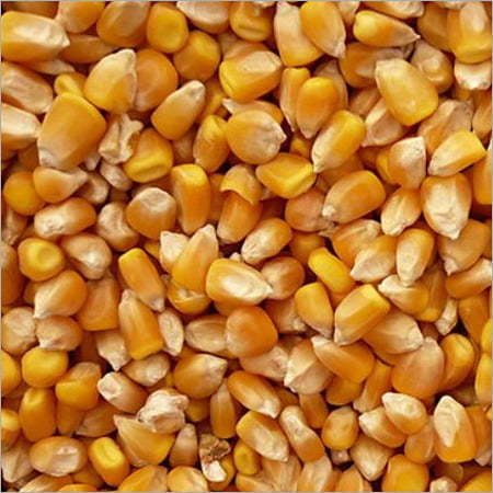 Yellow Maize Corn