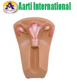 Skin Iud Training Model