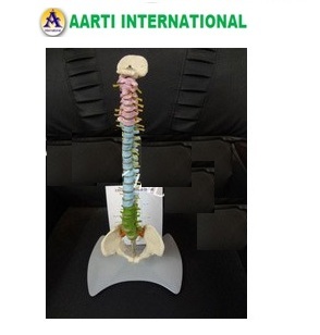 White Colored Spine Model