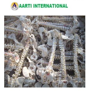 White Human Vertebral Column