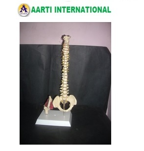 White Mini Spinal Column With Hip Joint