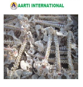 White Human Spine Model