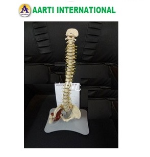 White Spine With Hip Joint