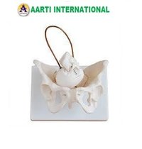White Birth Demonstration Model