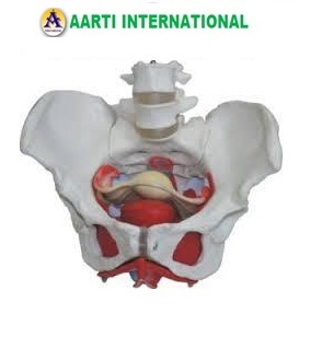 White And Red Female Pelvic Muscles