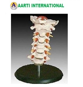 White Cervical Vertebral Column With Neck Artery