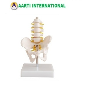 White Pelvis With 5Pcs Lumber Vertebrae